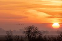Sonnenaufgang mit Gänsen.