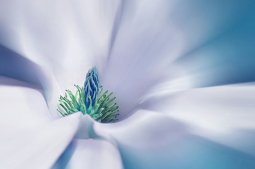 Magnolie von Violetta Honkisz