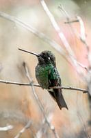 Whisper of Feathers - Intimate Hummingbird Moments