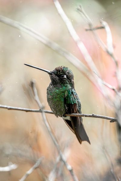 Chuchotement de plumes - Moments intimes du colibri par Femke Ketelaar