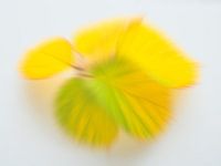 Playful autumn colours 1