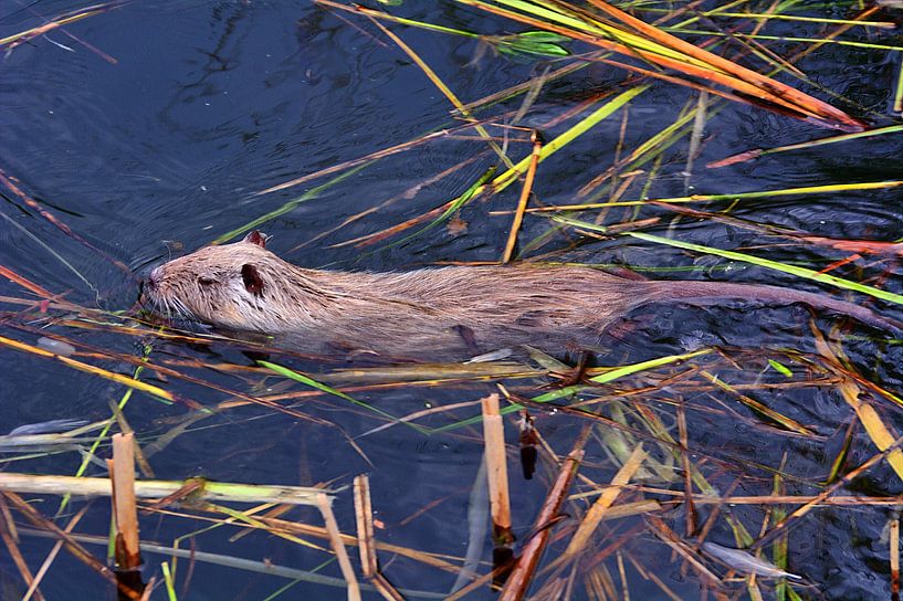 White Nutria von Edgar Schermaul