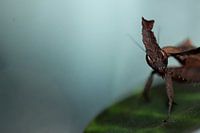 macro foto van een bidsprinkhaan 