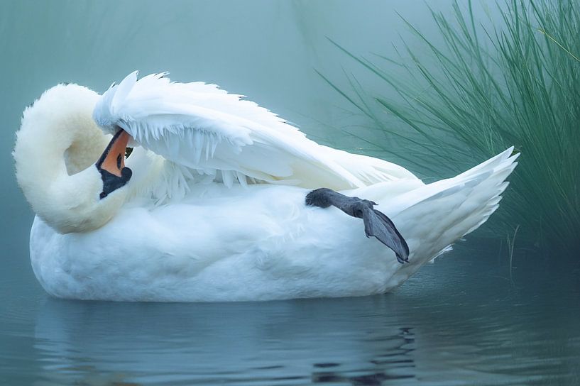 Der Schwan putzt sein Gefieder im Morgennebel von Evelien van der Horst