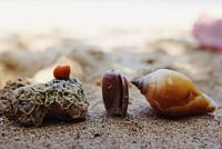 Shells on the beach