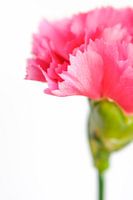 Close up roze anjerbloem