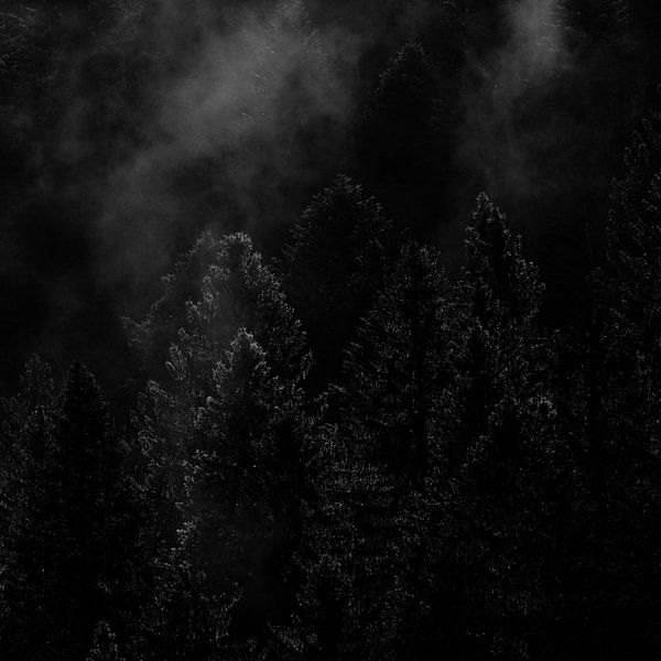 Backlit fir tree silhouettes in the fog by Julien Beyrath