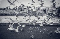 Tauben entlang der Maas