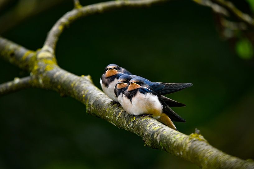 Junge Schwalben von Matthias Spartz