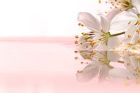 Un portrait de rêve d'une fleur blanche flottant dans l'eau sur un fond rose blanc.