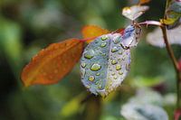 Dauwdruppels op blad