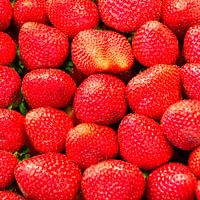 fraises, rouges, fruits