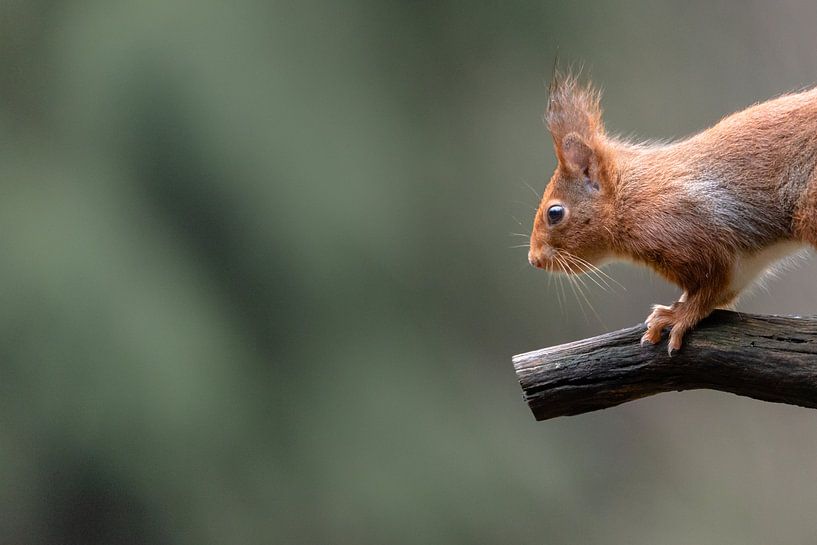 Est-ce le cas ou non ? par Bert Kok