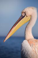 Pelican - portrait