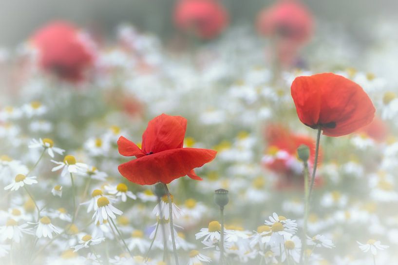 Tussen de bloemen by Klaas Fidom