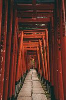 A succession of torii gates