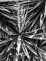 Yucca tree