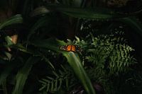 Schmetterling im Grünen