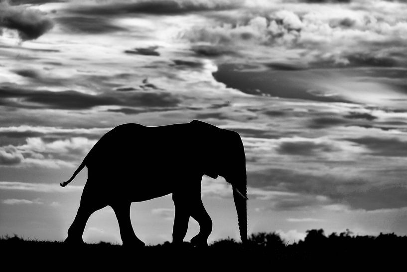 Elephant silhouette against cloud cover by Jos van Bommel
