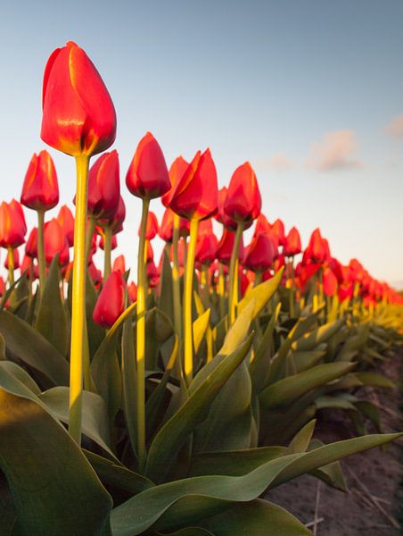 tulpenrij by David Hanlon