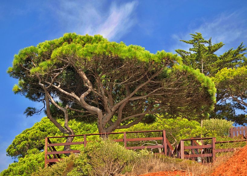 Des pins lumineux par insideportugal