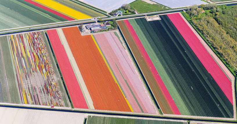 Flowerbulbs in lines by Robert Riewald