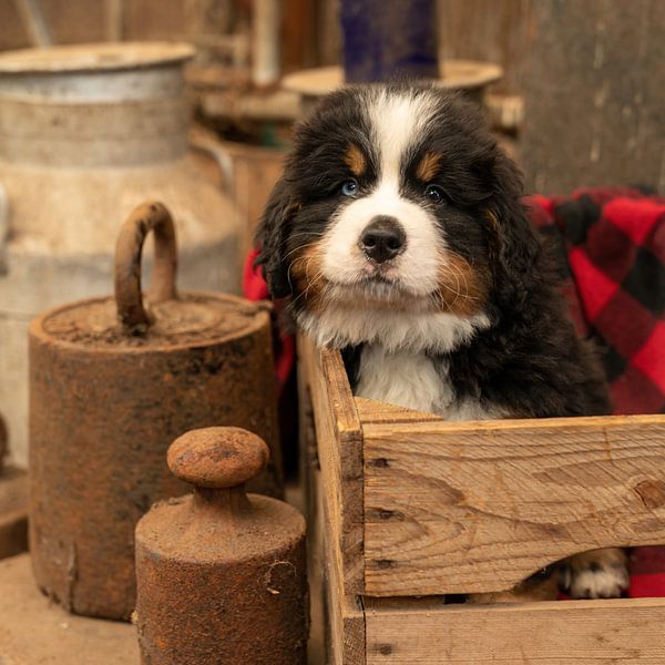 Berner Welpe Garth von Bob de Bruin