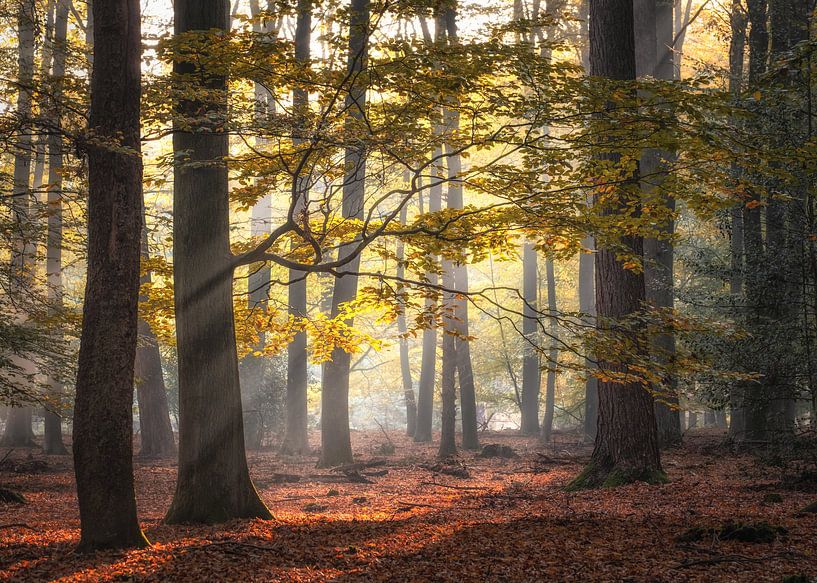 Herbst von Jeroen Linnenkamp