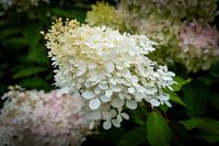 Stralende Witte Hortensia in Volle Bloei