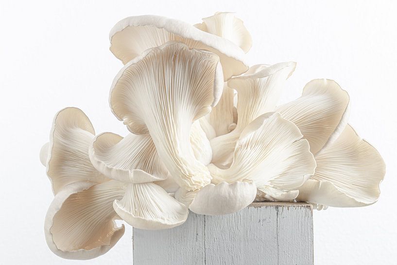 Still life Oyster mushroom by Clazien Boot