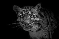 Vaporiser la panthère (fond noir)