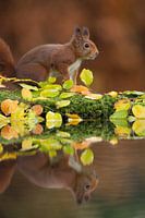 Red squirrel