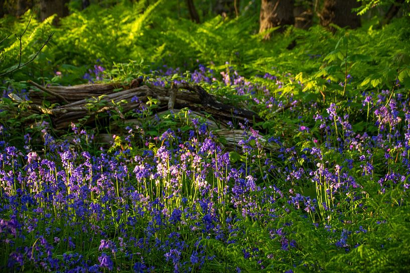 Entouré de jacinthes sauvages. par Margreet Frowijn