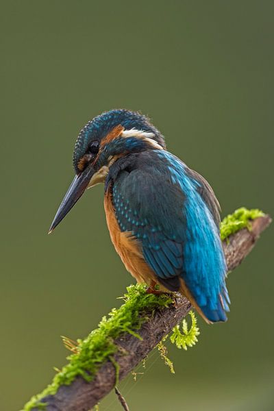 Eisvogel, der auf einem Stock lauert. von Michael Kuijl