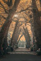 Herbst in der Lomanstraat, Amsterdam