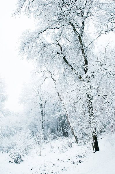 Bos in de sneeuw von Douwe Schut