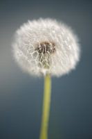 Peluches de pissenlit