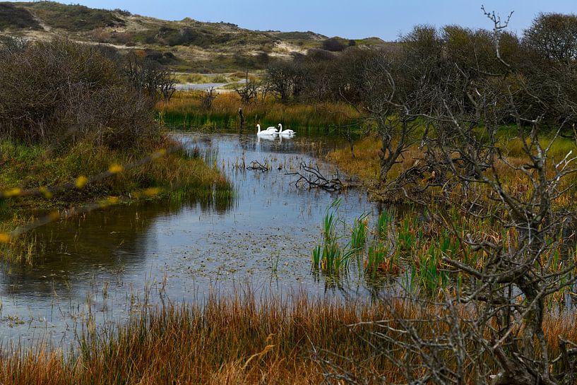 Swan lake in the dunes near Wassenaar in winter by Georges Hoeberechts