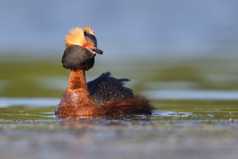 Ohrentaucher (Podiceps auritus) von Daniela Beyer
