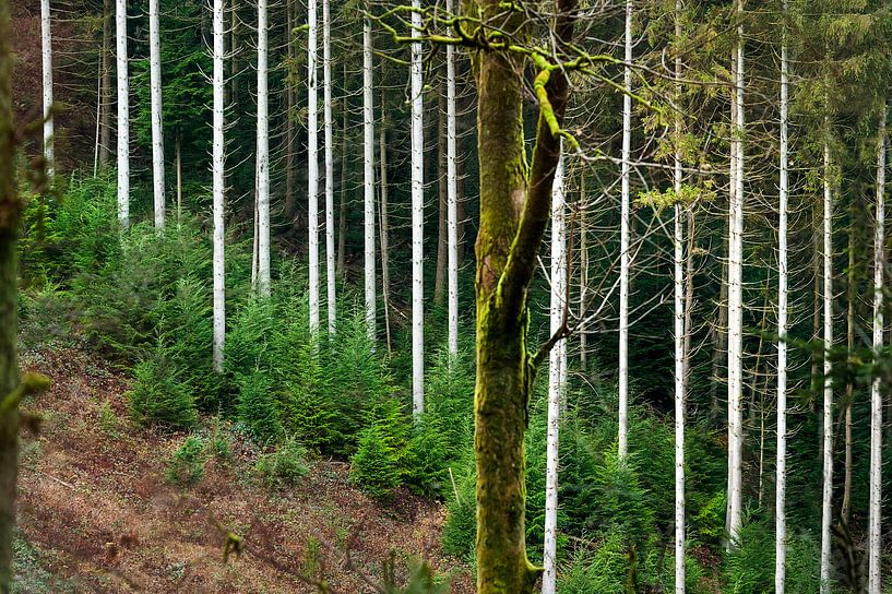 Weiß gestreift von Anouschka Hendriks