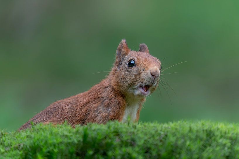 Portrait of a happy squirrel. by Albert Beukhof