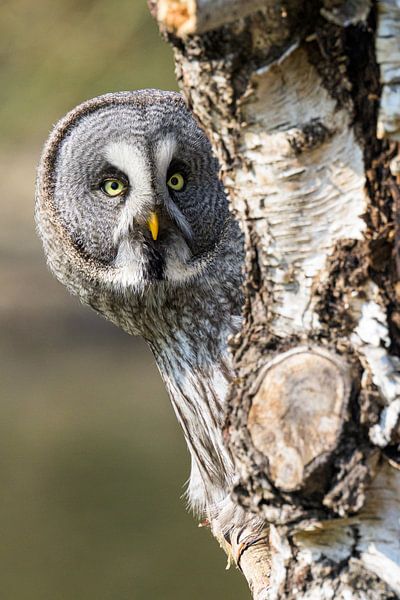 Lapplandeule von Adriaan Westra