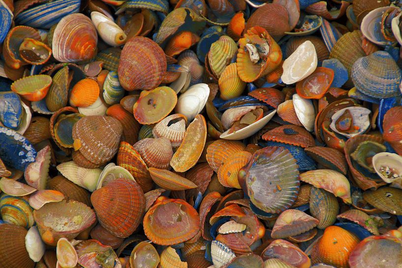 coquilles colorées par Yvonne Blokland