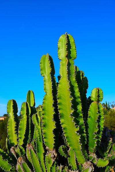Grand cactus sur fond de ciel bleu vif par Studio LE-gals