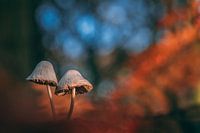 A cozy pair on a piece of dead wood