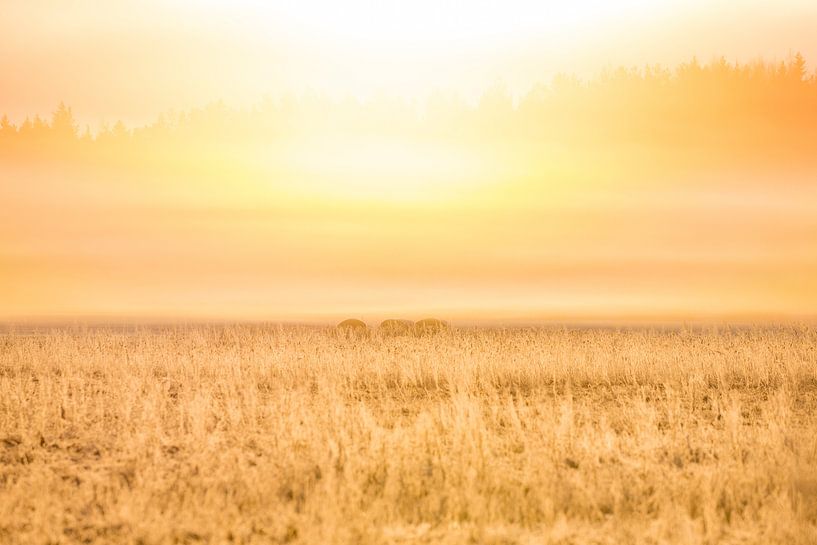 Natuur | Gouden zonsopkomst par Servan Ott