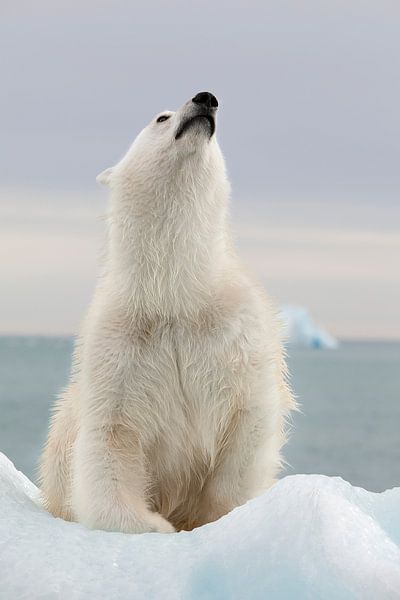 Bonjour par Joan Gil Raga