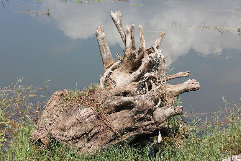 Root - tree stump at lake Kerkini Greece 2020 by ADLER & Co / Caj Kessler