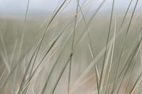 Nahaufnahme Tallgras