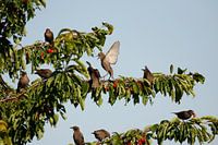 Stare bei der Futtersuche